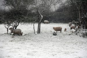 Sheep and lambs sheltering in a snow storm in a field next door to the School in Stoke Fleming March 2018