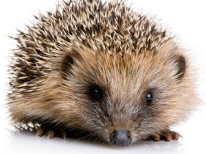 Hedgehogs In Stoke Fleming – Survey Of Sightings 2021